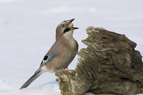 Eurasian Jay (Garrulus glandarius), Saxony, Germany