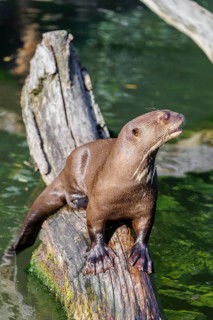 A giant otter or giant river otter (Pteronura brasiliensis) sits on a rotten log that lies in the