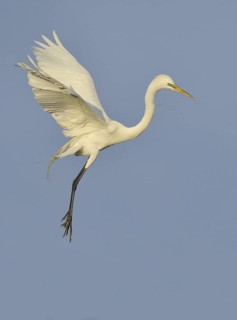 Great Egret (Ardea alba), Texas, USA