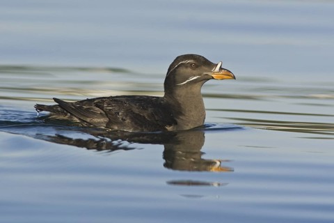 Rhinoceros Auklet (Cerorhinca monocerata), British Columbia, Canada