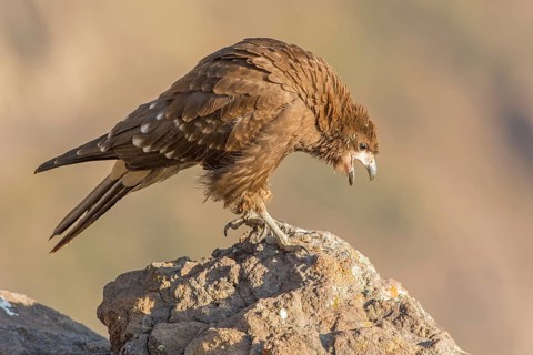Mountain Caracara (Phalcoboenus megalopterus), Region Metropolitana, Chile