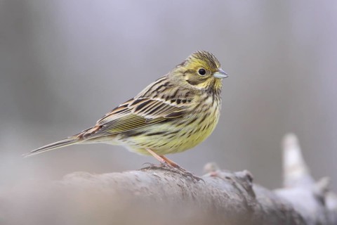 Yellowhammer (Emberiza citrinella), Lower Saxony, Germany