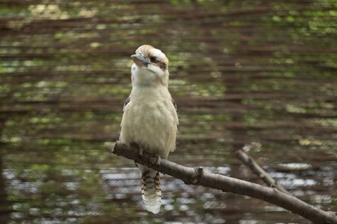 Portrait of a bird kookaburra (Dacelo novaeguineae)