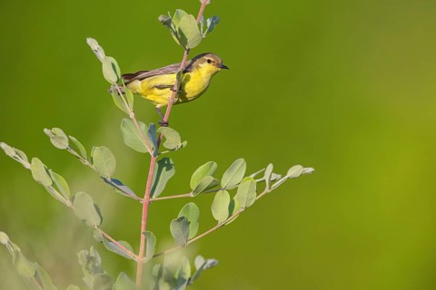 Green-breasted Sunbird, Green-throated Sunbird, Hedydipna platura, Anthodiaeta platura, (Anthreptes