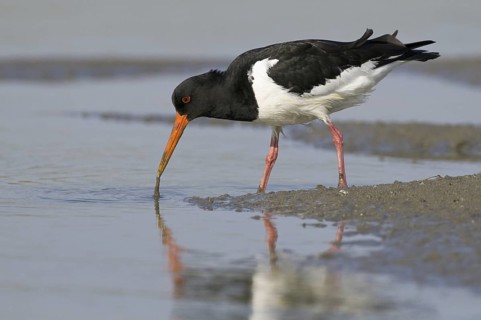 Eurasian Oystercatcher (Haematopus ostralegus), Texel, Netherlands