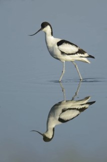 Pied Avocet (Recurvirostra avosetta), Texel, Netherlands