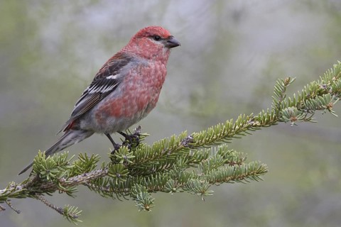 Pine Grosbeak (Pinicola enucleator) male, Manitoba, Canada
