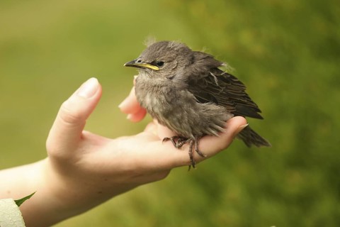 Common Starling (Sturnus vulgaris) juvenile, Lower Saxony, Germany
