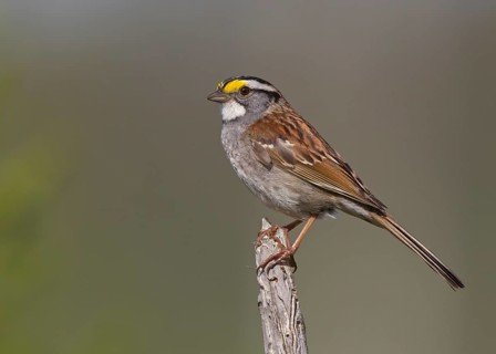 White-throated Sparrow (Zonotrichia albicollis), Michigan, USA