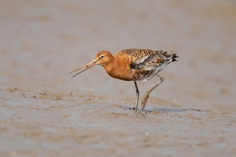 Black tailed godwit (Limosa limosa) adult male wading bird in summer plumage feeding on a mudflat,