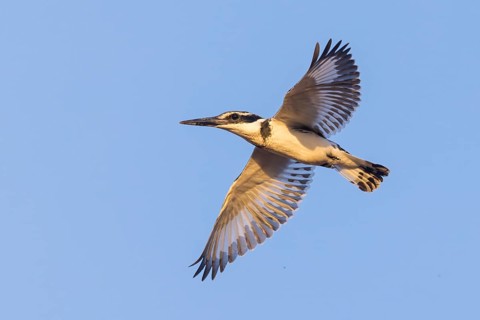 Pied kingfisher (Ceryle rudis), Alcyon pie, MartÌn Pescador PÌo, Marakissa River Camp Marakissa,