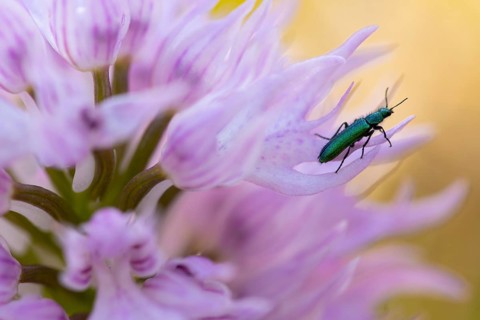 A vivid close-up image capturing a beetle on the pale pink blooms of Orchis italica, with a soft