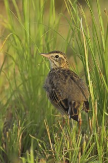 Richard's Pipit (Anthus richardi), Oman
