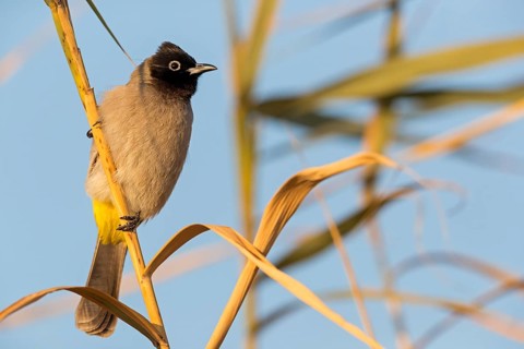 Gelbsteißbülbül, Yellow-vented Bulbul, White-eyed Bulbul, White-spectacled Bulbul, Pycnonotus