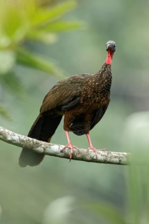 Spix's guan (Penelope jacquacu) perched on a branch in Manu National Park, Peru
