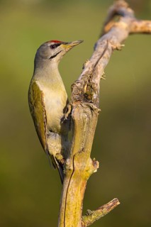 Grey-headed woodpecker (Picus canus), Pic cendré, Pito Cano, Ormoz area, Ormoz, Podravska, Slovenia