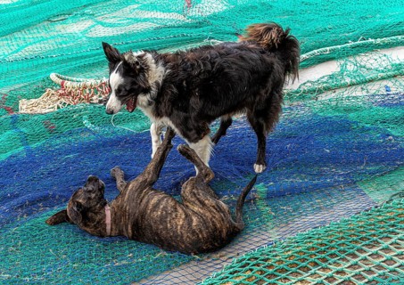 Playful dogs fight on fishermen's nets in the port of Cala Figuera, Majorca, Spain