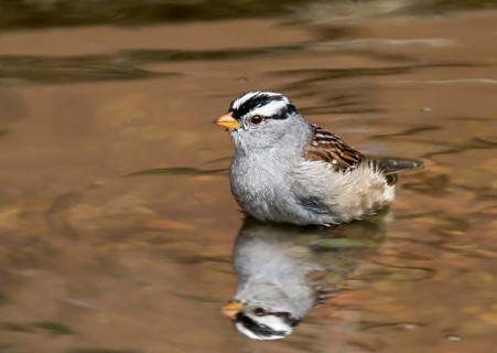 White-throated Sparrow, Zonotrichia albicollis, bathes in a backyard pond in Saskatoon,