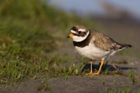 Common Ringed Plover (Charadrius hiaticula), Texel, Netherlands