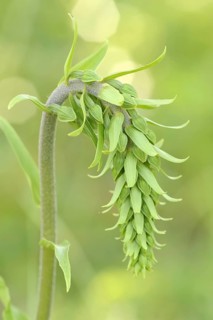 Tremol's helleborine (Epipactis tremolsii, Epipactis helleborine subsp. tremolsii), Provence,