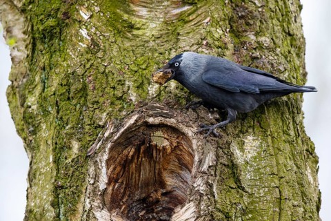Western Jackdaw (Coloeus monedula) at nesting hole, Spain
