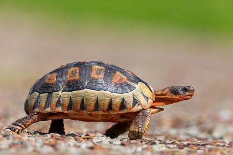 Africa, South Africa, African beaked tortoise, (Chersina angulat), Angulate tortoise, Reptile,