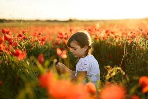 A young girl is seen admiring and gently touching the blooms in a lush field of Papaver rhoeas,