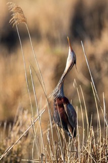 Purple Heron (Ardea purpurea), Baden-Wuerttemberg, Germany