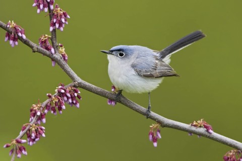 Blue-grey Gnatcatcher (Polioptila caerulea), Ontario, Canada