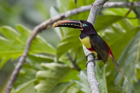Chestnut-eared Aracari (Pteroglossus castanotis), Manu National Park, Peru