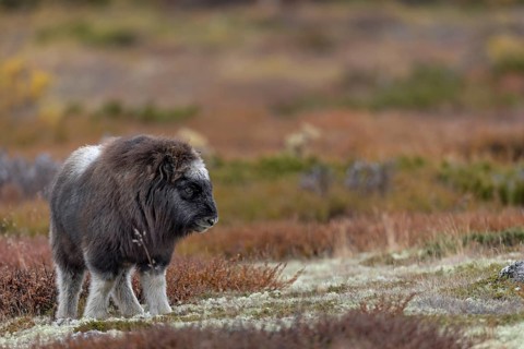 Musk ox calves (Ovibos moschatus) are cute to look at and very spirited, baby animals, autumn,