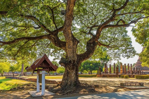 Old deciduous tree in historical park, Sukhothai, Sukhothai province, Thailand