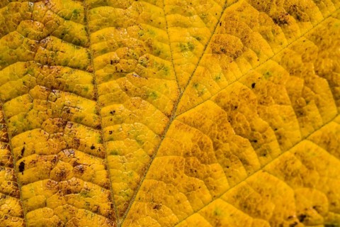 An autumnal leaf of a Witch-hazels, Hamamelis