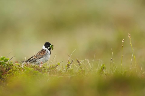 Common Reed Bunting (Emberiza schoeniclus) male with food in its beak, Dovrefjell, Norway