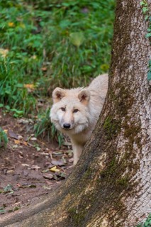 One arctic wolf (Canis lupus arctos) standing in a forest, partially hidden behind a tree
