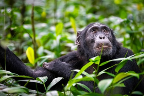 Animal portrait, chimpanzee (Pan Troglodytes) looking longingly, hopeful, adult male between leaves