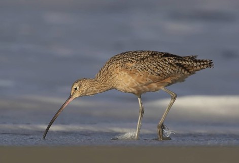 Long-billed Curlew (Numenius americanus), California, USA