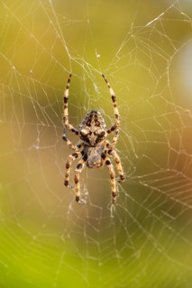 European garden spider (Araneus diadematus) hanging on a spider web at eveing on the island of