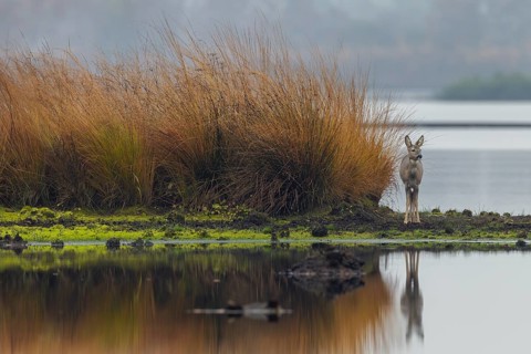 A doe (Capreolus capreolus) stands relaxed in a moor, the impressively high grasses offer good