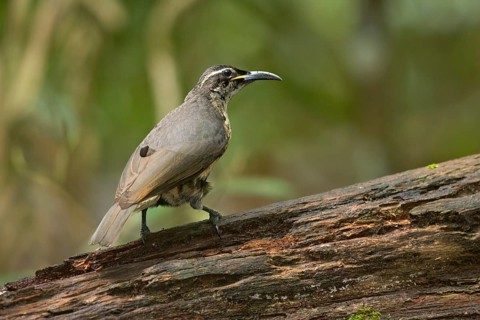 Victoria's Riflebird (Ptiloris victoriae) young male, Queensland, Australia