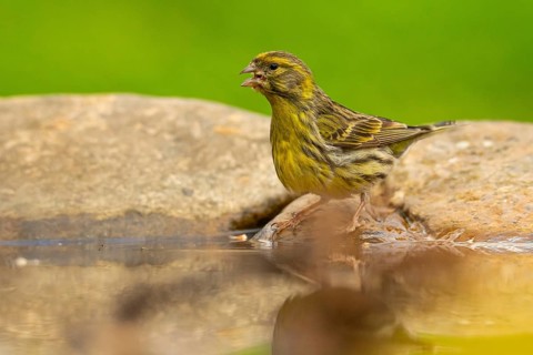A vibrant European serin, Serinus serinus, caught mid-bath in a serene pond, showcasing its