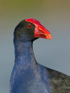 Australasian Swamphen (Porphyrio melanotus melanotus), Victoria, Australia