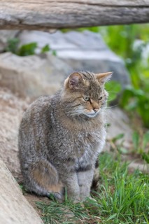 One European wildcat, Felis silvestris silvestris, sitting on a rock. Big branch in the background