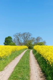 A dirt track winds its way between bright yellow rapeseed flowers, near Winnenden,