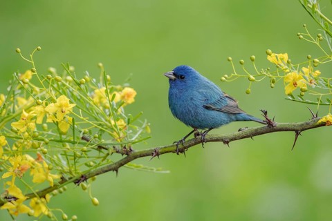 Indigo Bunting (Passerina cyanea) male perched on a branch, Texas, USA