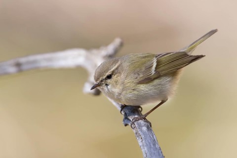 Humes Leaf Warbler - Tienschan-Laubsänger - Phyllsocopus humei ssp. humei, Kazakhstan