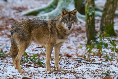 A wolf standing in a snowy forest with mossy trees in the background, Winter, Wolf (Canis lupus),