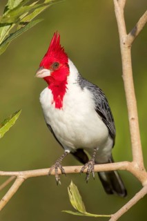 Red-crested Cardinal (Paroaria coronata) perched on a branch in the Pantanal of Brazil