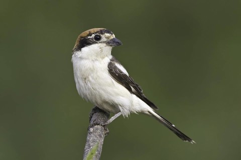 Woodchat Shrike (Lanius senator) female, Portugal