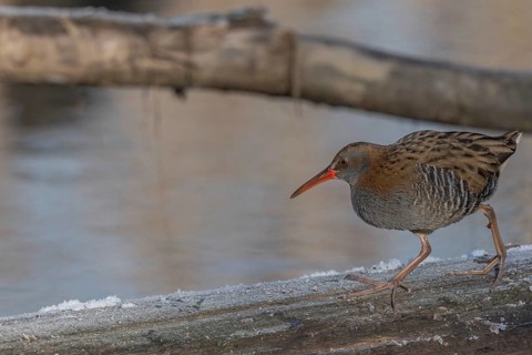 Water Rail (Rallus aquaticus) runs along a branch at the edge of the water in the moor. The sun is